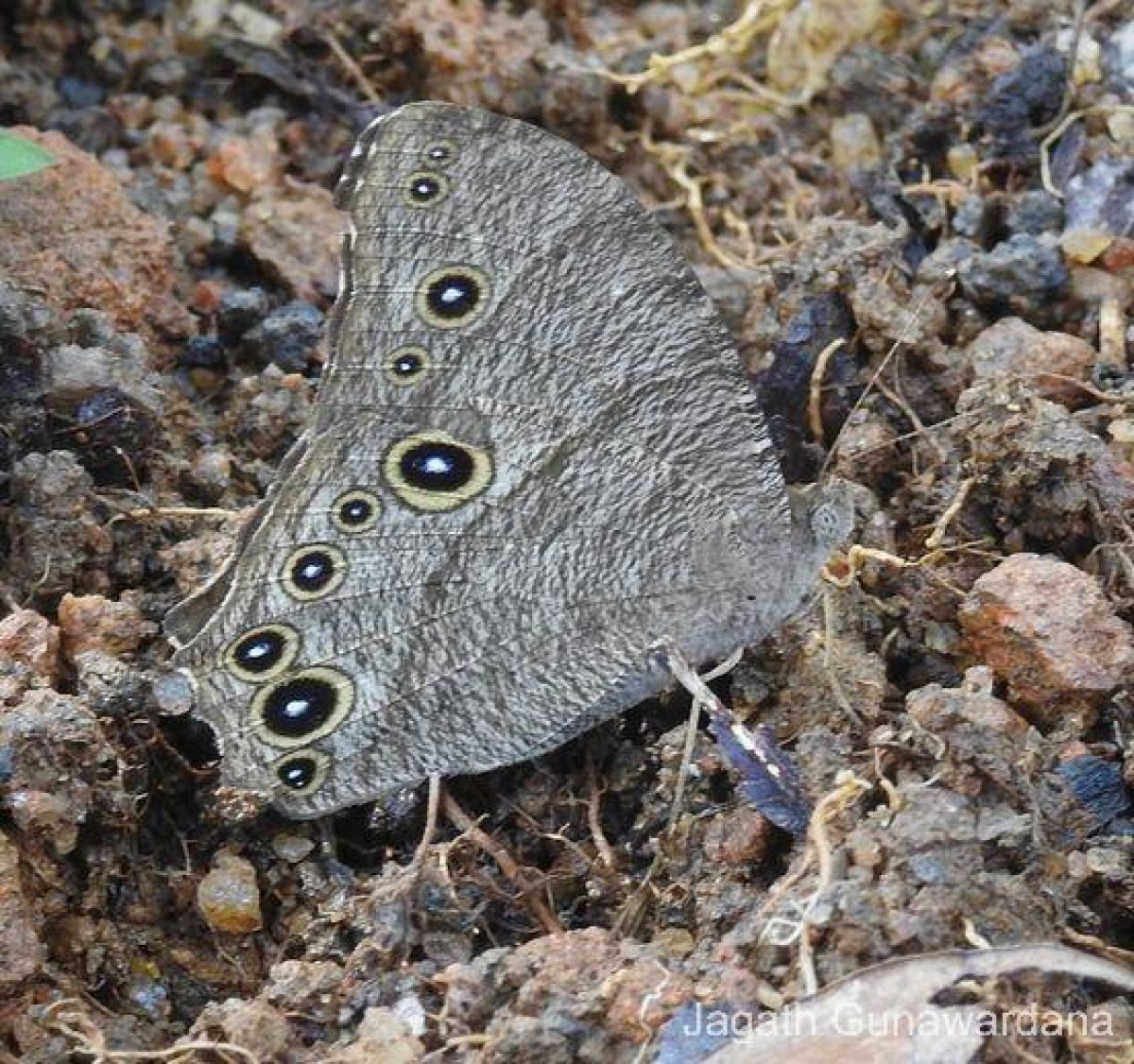 Melanitis leda Linnaeus, 1763